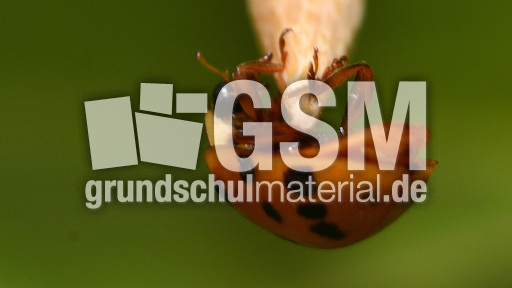 Asiatischer_Marienkäfer (5).jpg